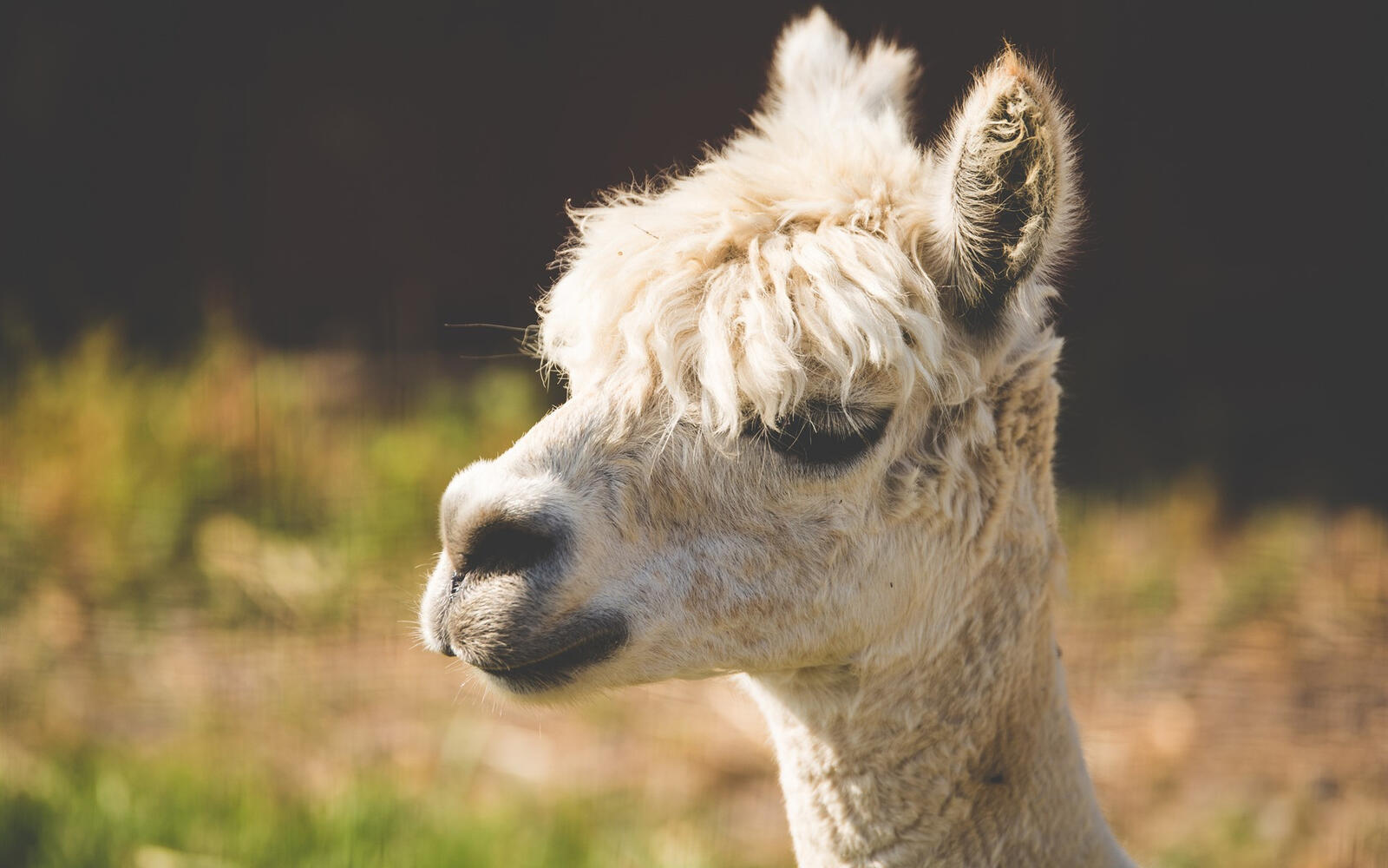 Free photo A close-up of a llama`s head