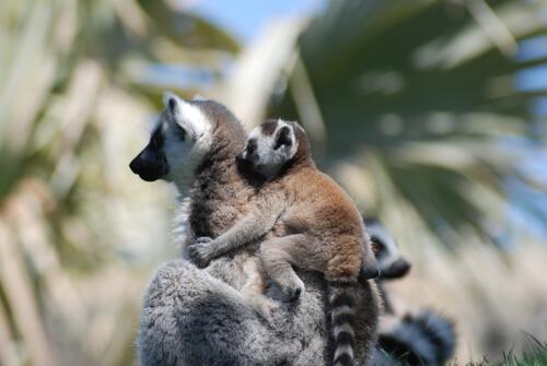 Lemur with a baby on her back