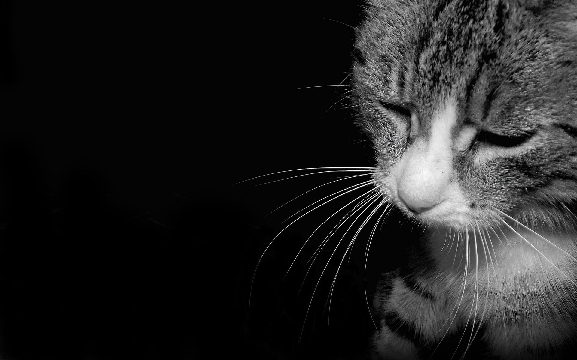 Бесплатное фото Грустный кот