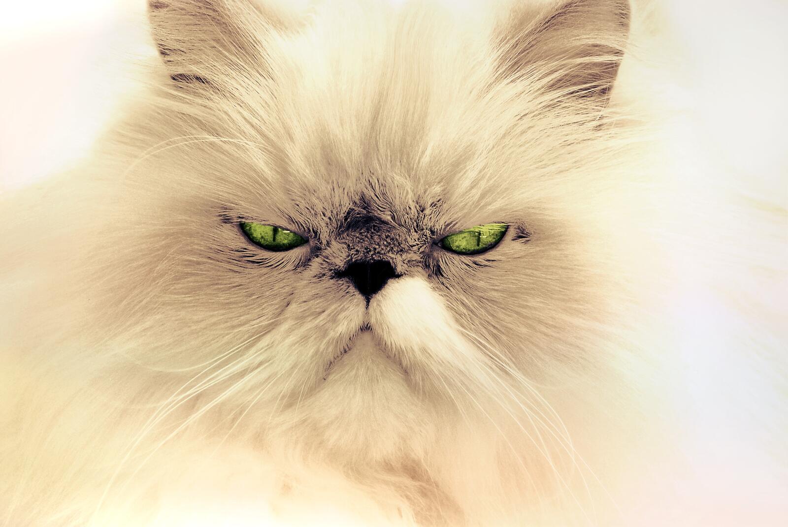 Бесплатное фото Морда недовольного кота