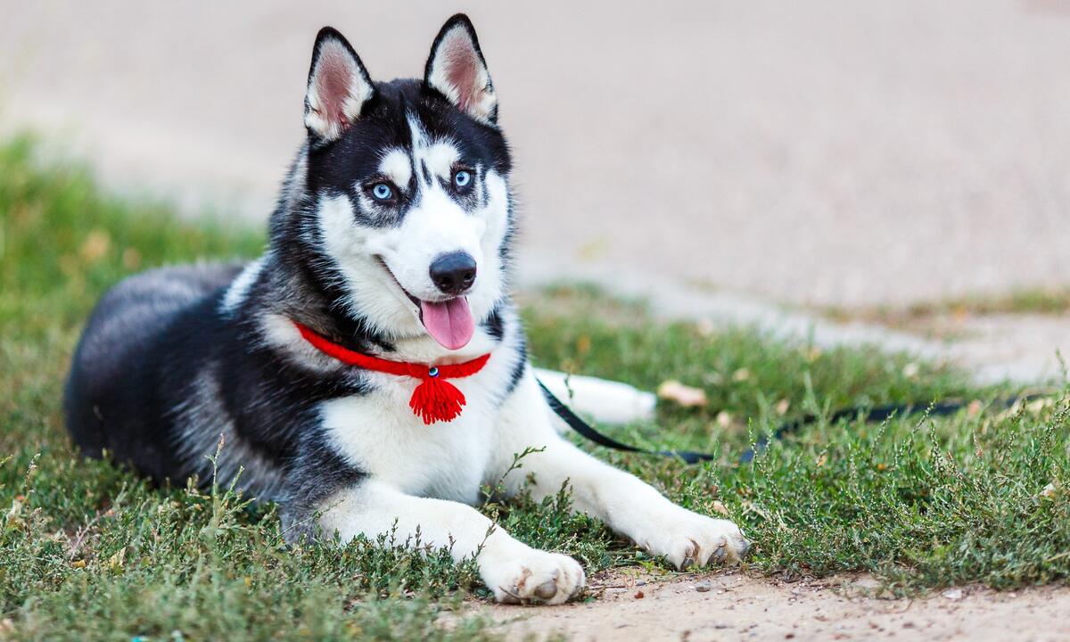 Husky puppy with a red collar.