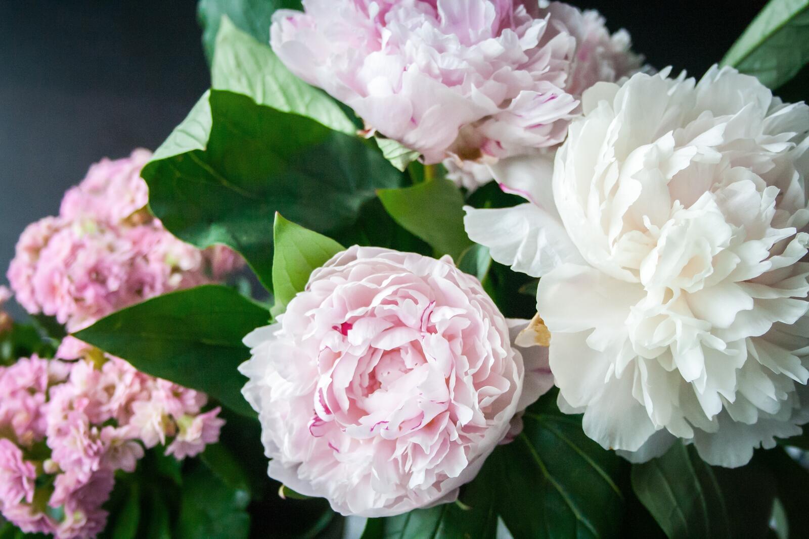 Бесплатное фото Букет белых столистных роз