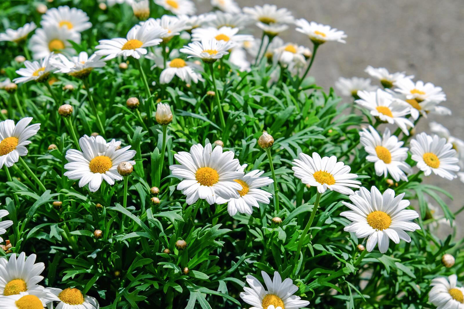 Free photo A flowerbed with snow-white daisies growing