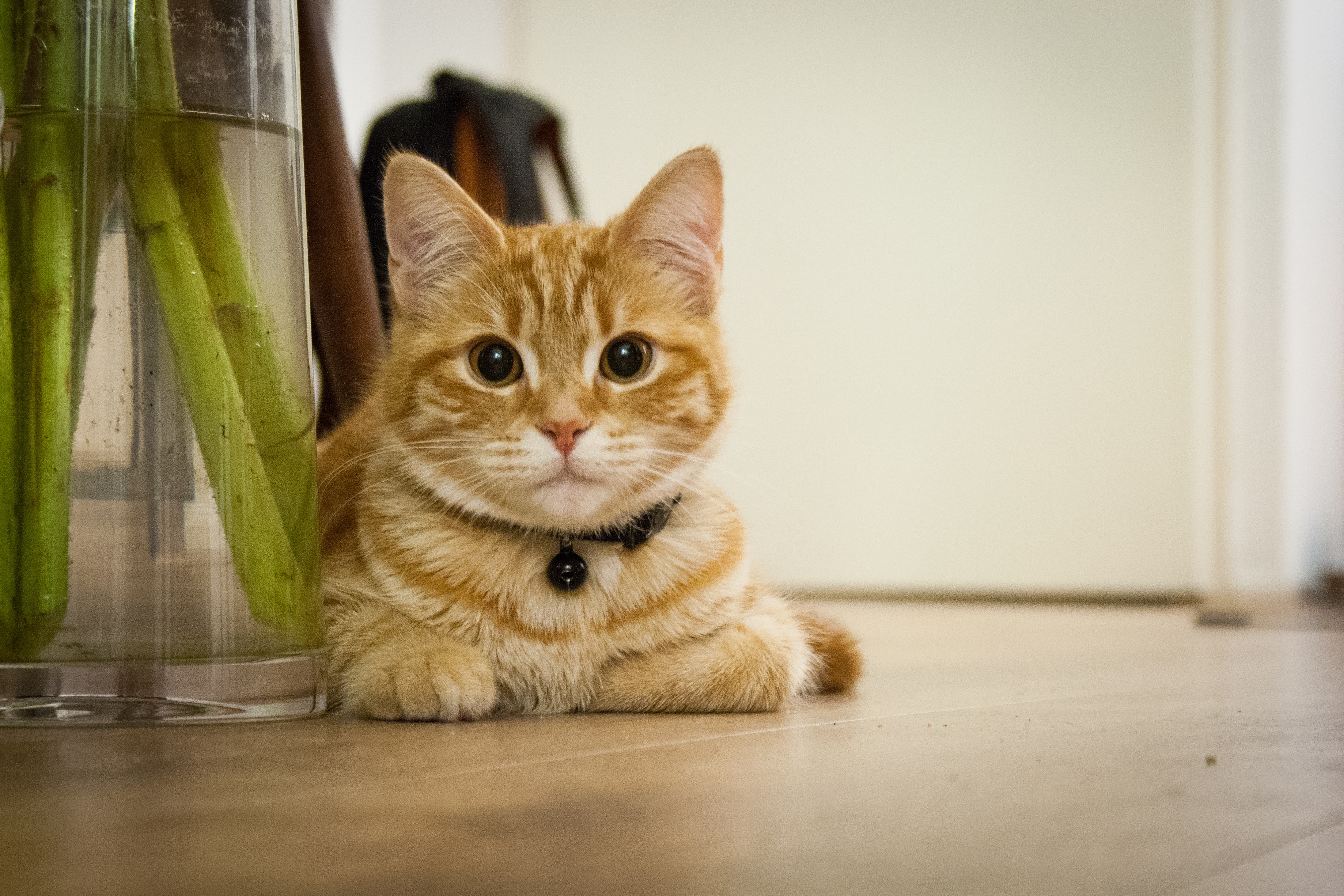 Free photo Cute ginger cat