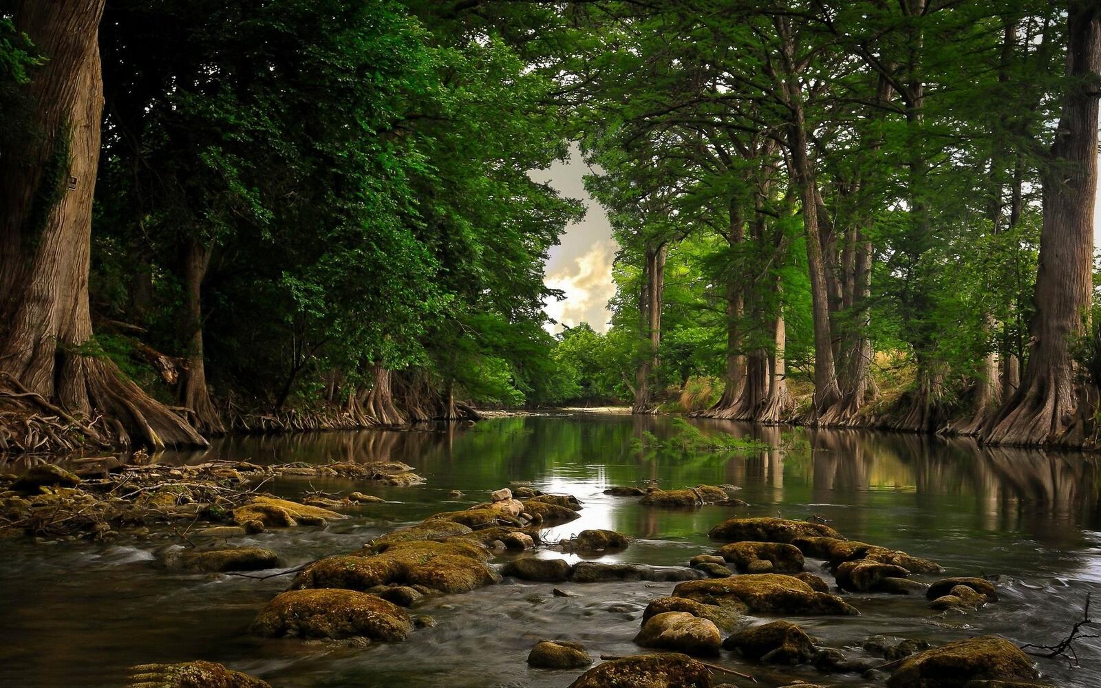 Бесплатное фото Мелководная река в летнем лесу