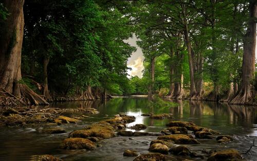 Мелководная река в летнем лесу