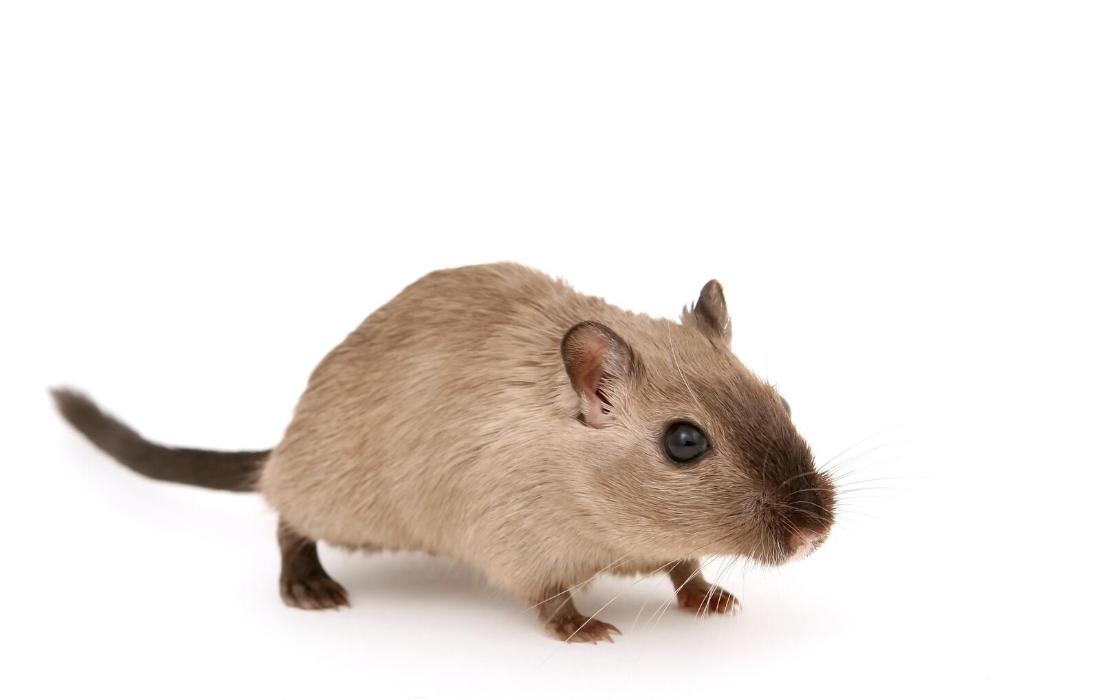 Бесплатное фото Серая мышь на белом фоне