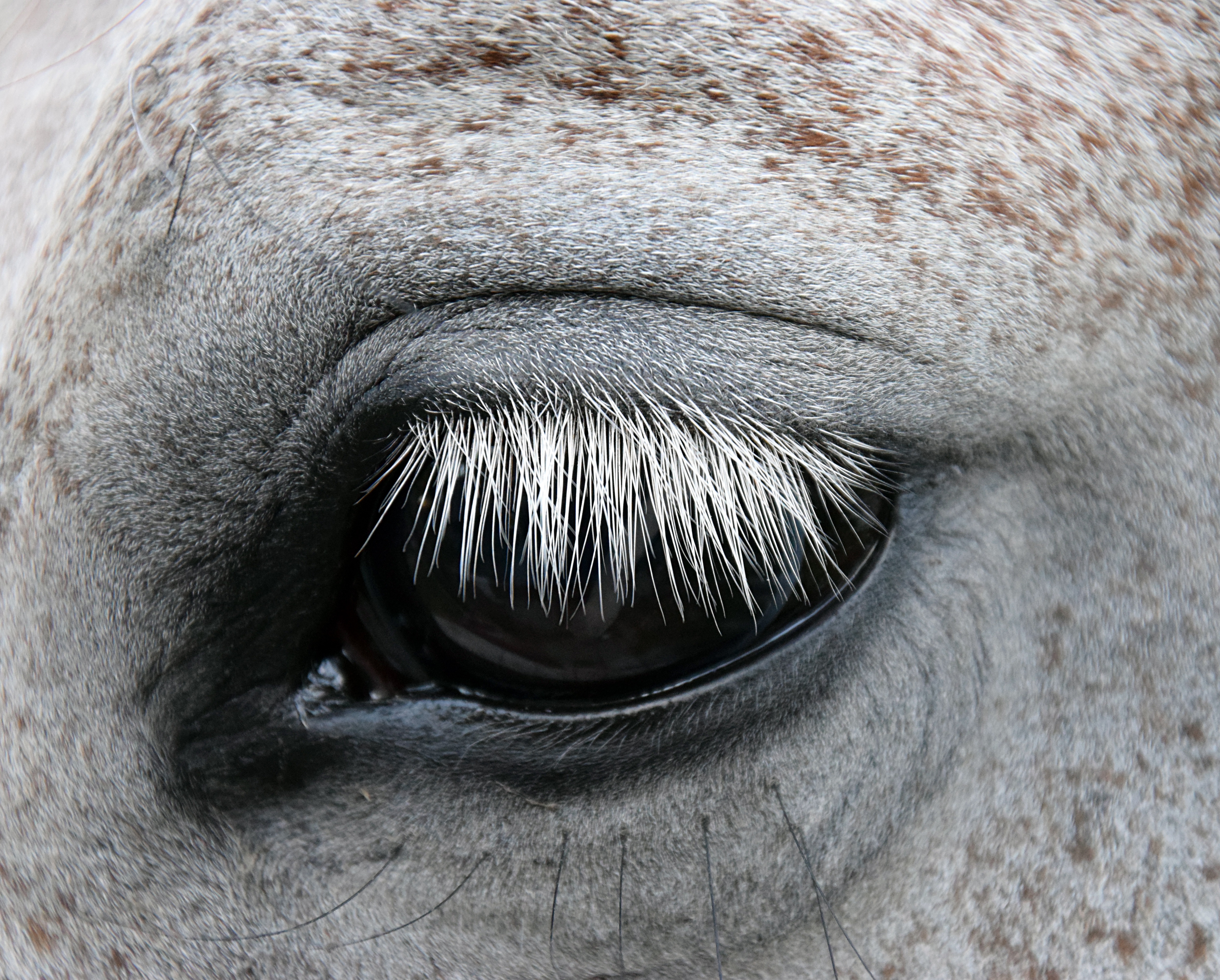 Обои белый глаза лошадь на рабочий стол