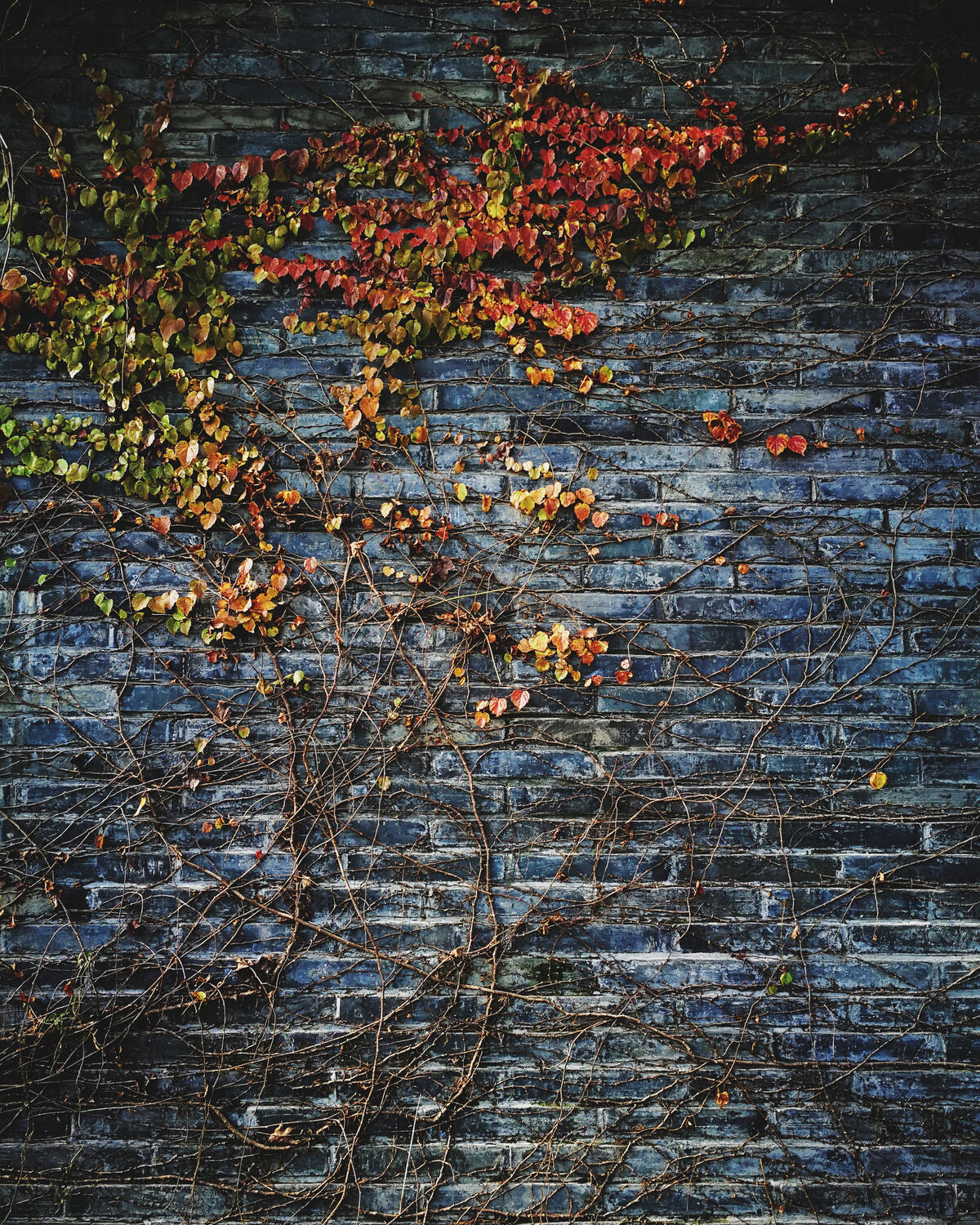 A grape bush is growing on an old brick wall