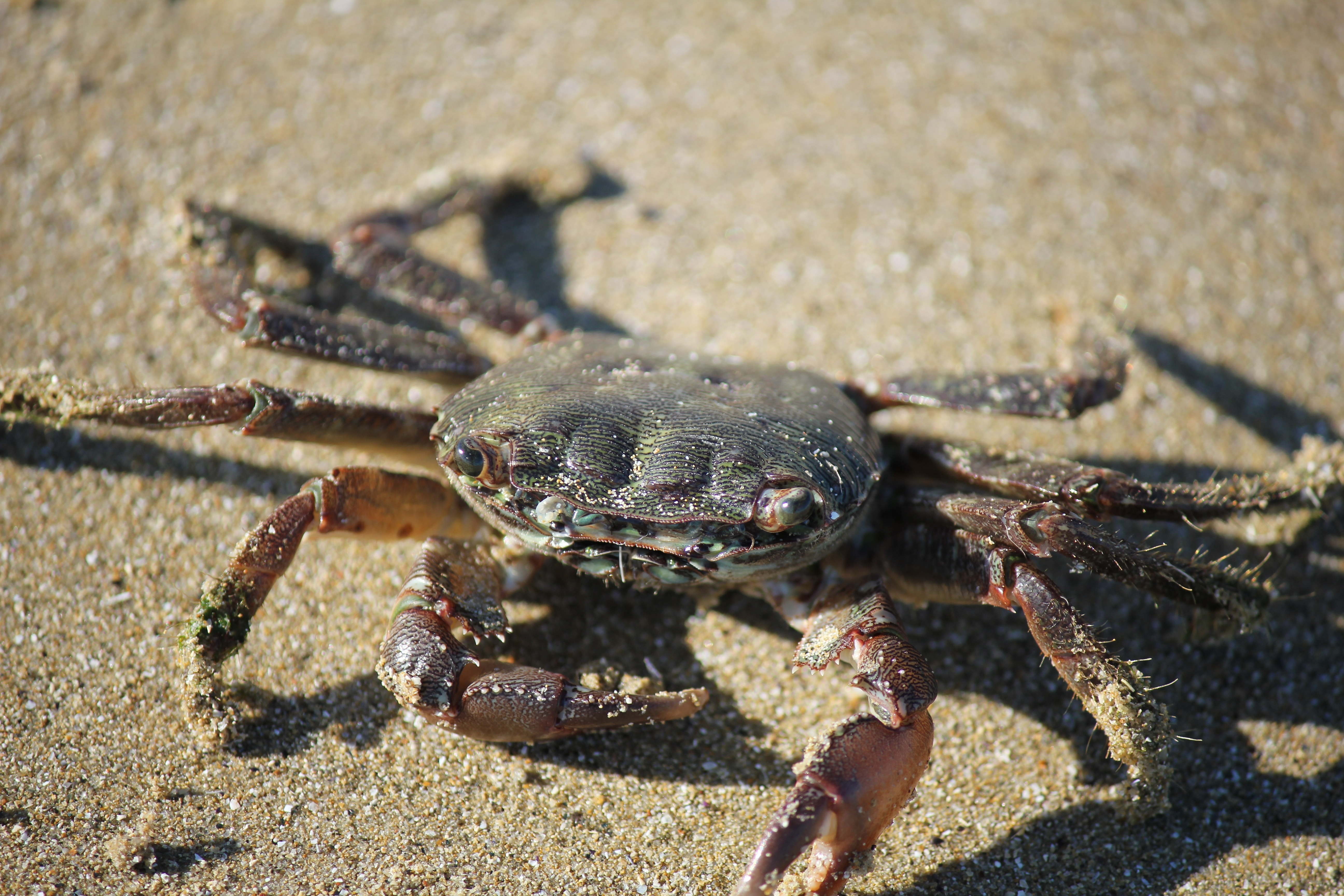 A crab crawled out of the water onto a sandy ocean beach