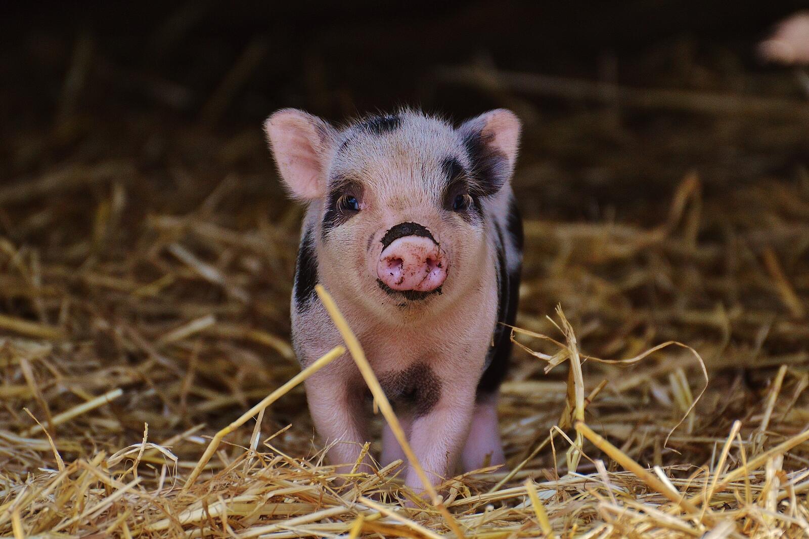 Free photo A cute little piglet on straw