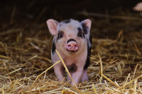 A cute little piglet on straw