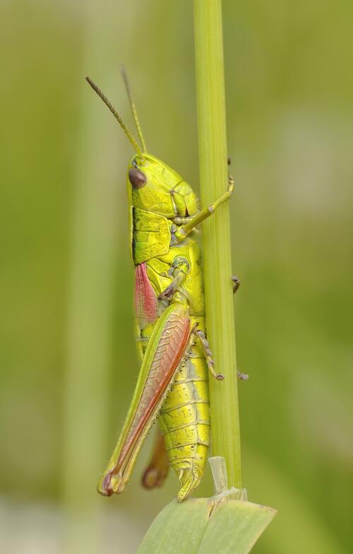 A grasshopper is climbing a branch
