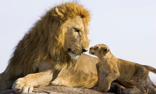 The lion cub approached his father