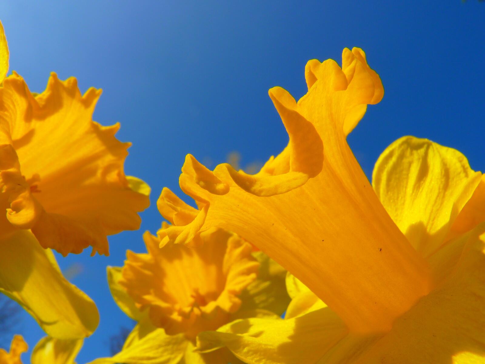 Free photo Yellow daffodil petals