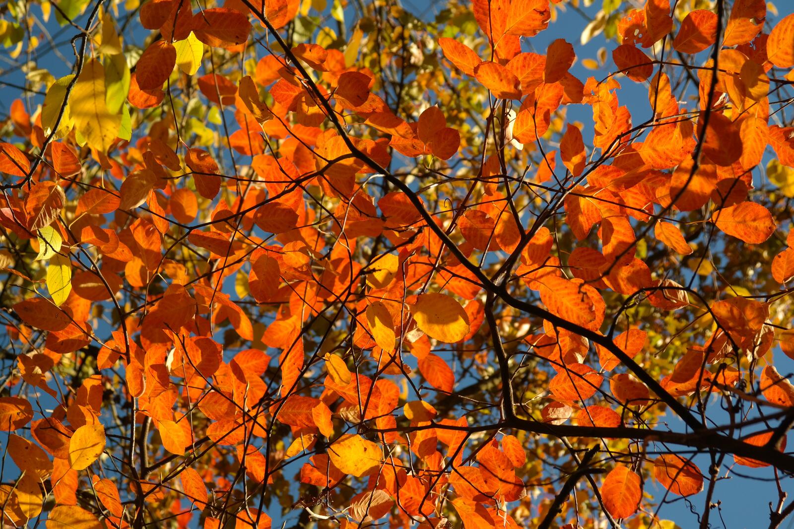 Free photo Autumn leaves on a birch tree
