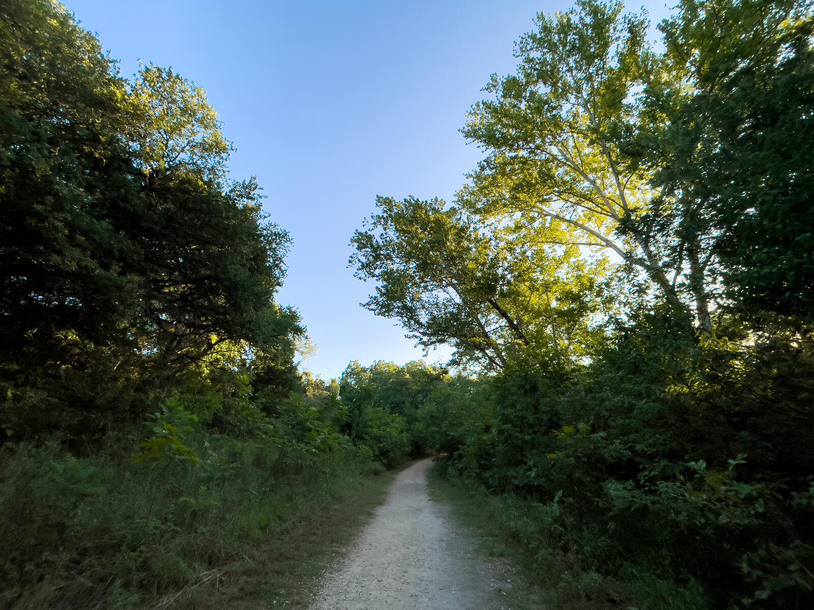 Бесплатное фото Тропинка в лиственном лесу