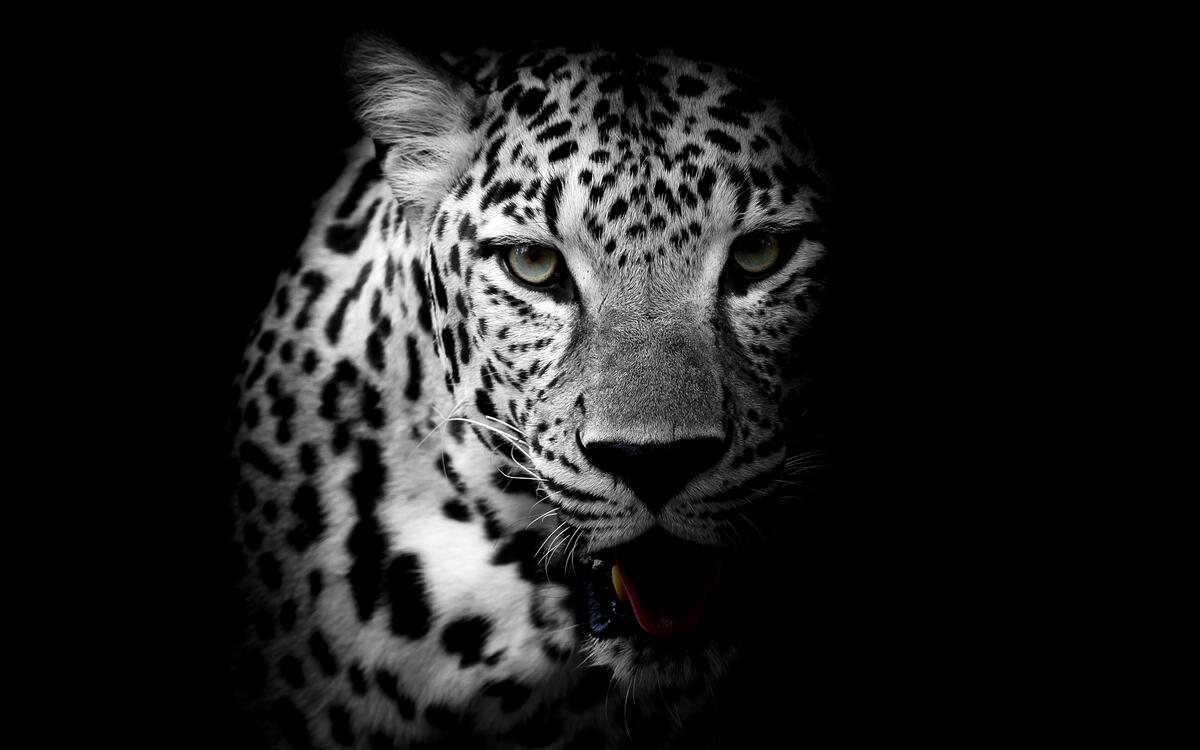 Монохромная фотография леопарда