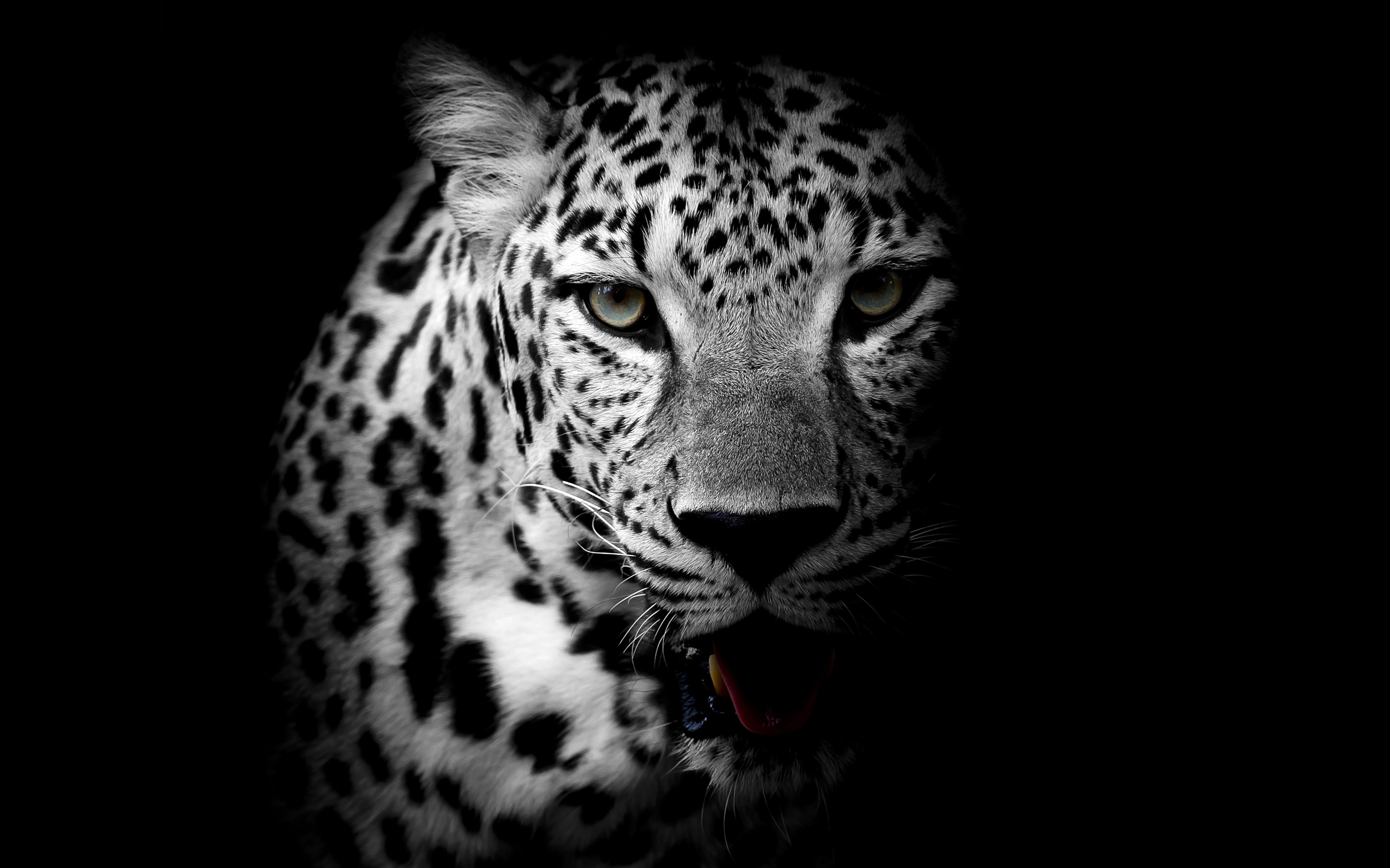 免费照片一张豹子的单色照片