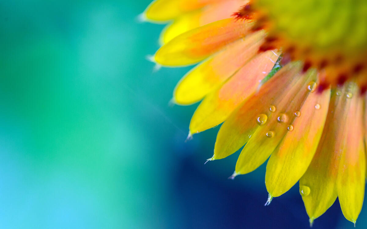 Chrysanthemum with yellow petals and raindrops