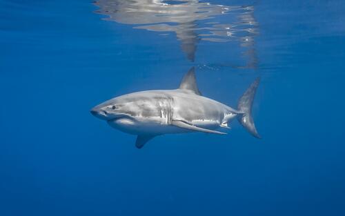 A great shark swims near the surface of the water