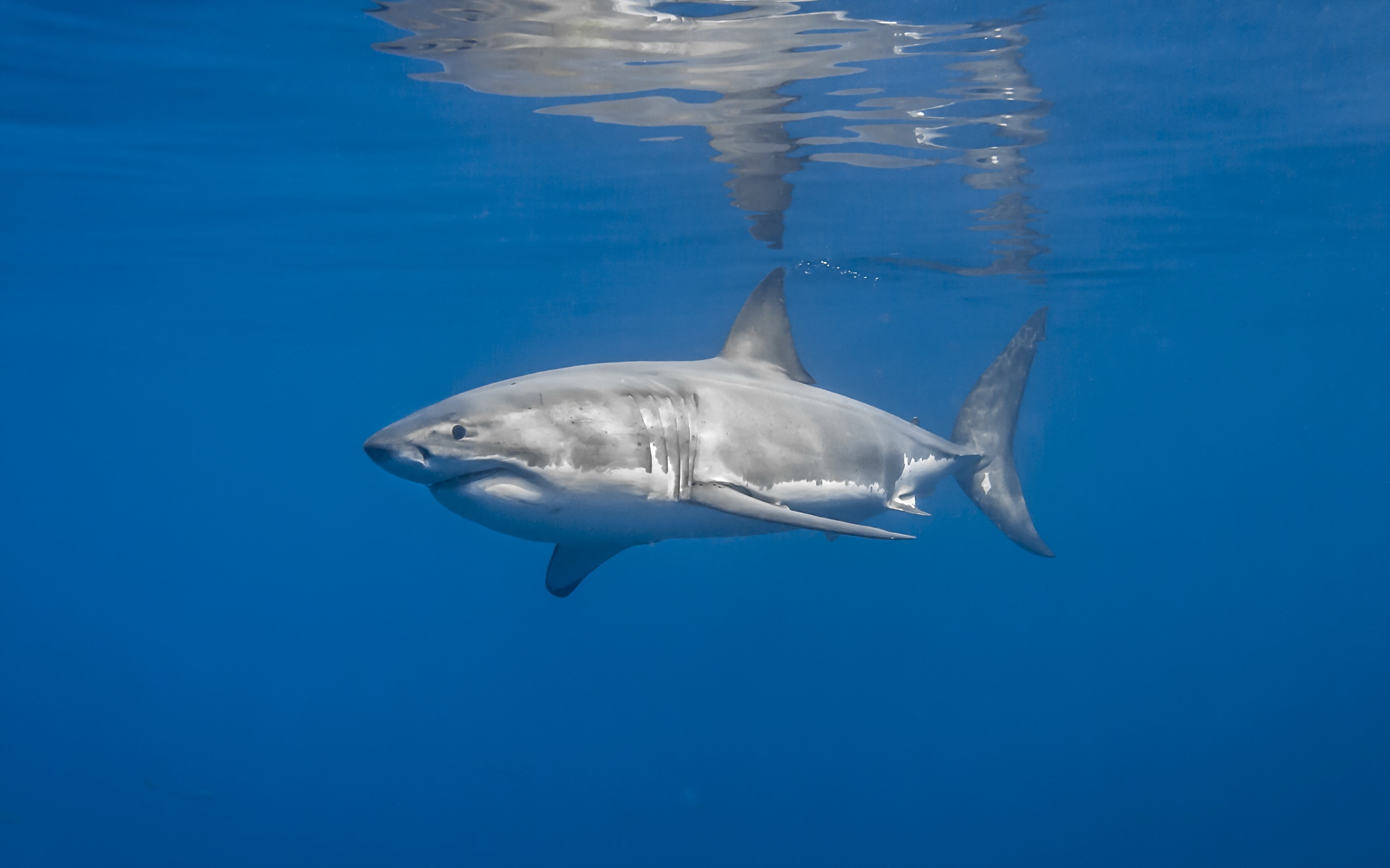 Бесплатное фото Большая акула плывет рядом с поверхностью воды