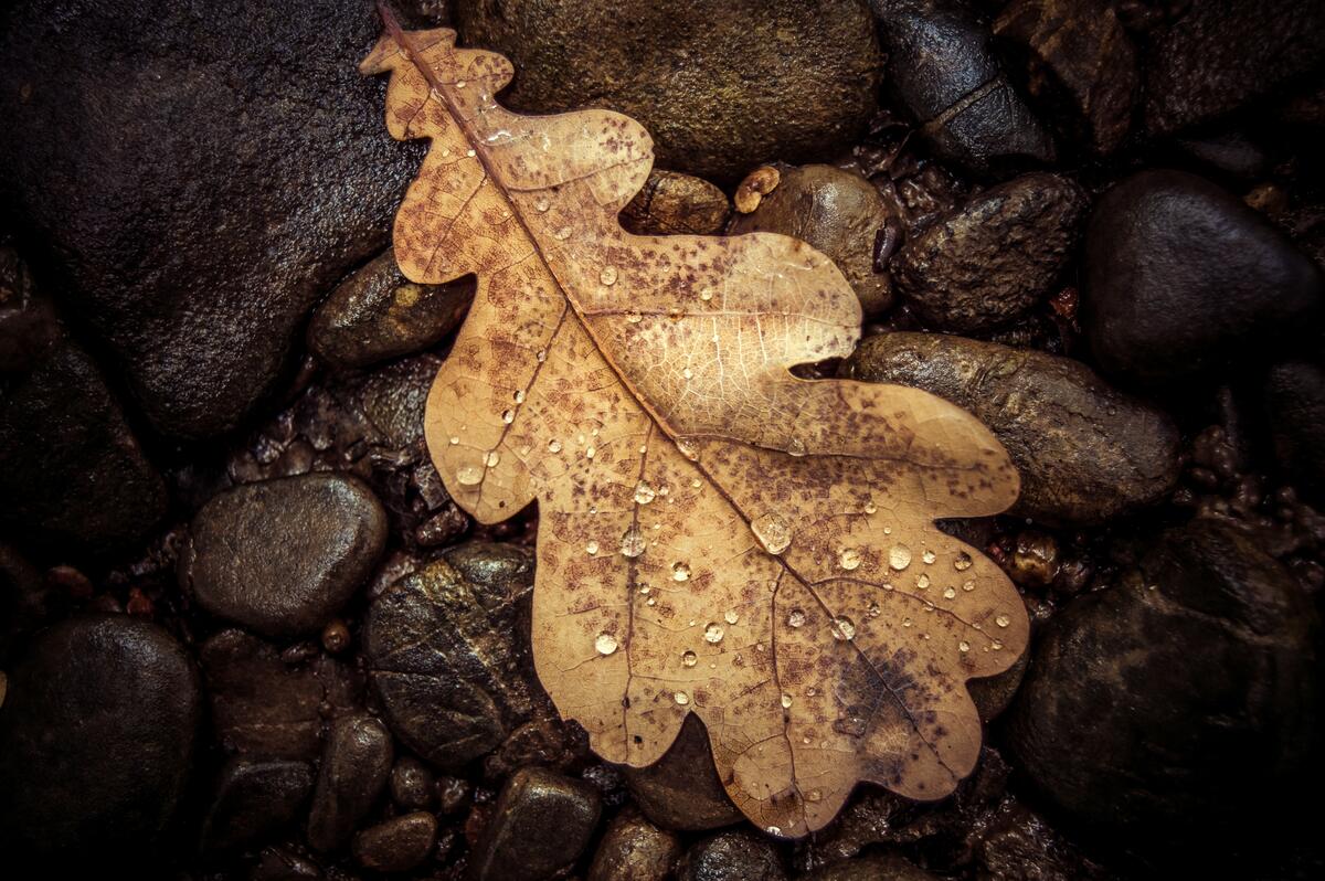 A dried up fall oak leaf