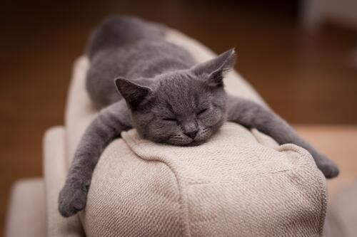 The gray kitty sleeps on the pillow.