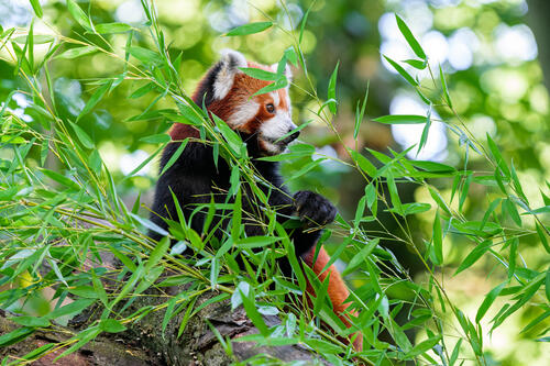 Красная маленькая панда в траве