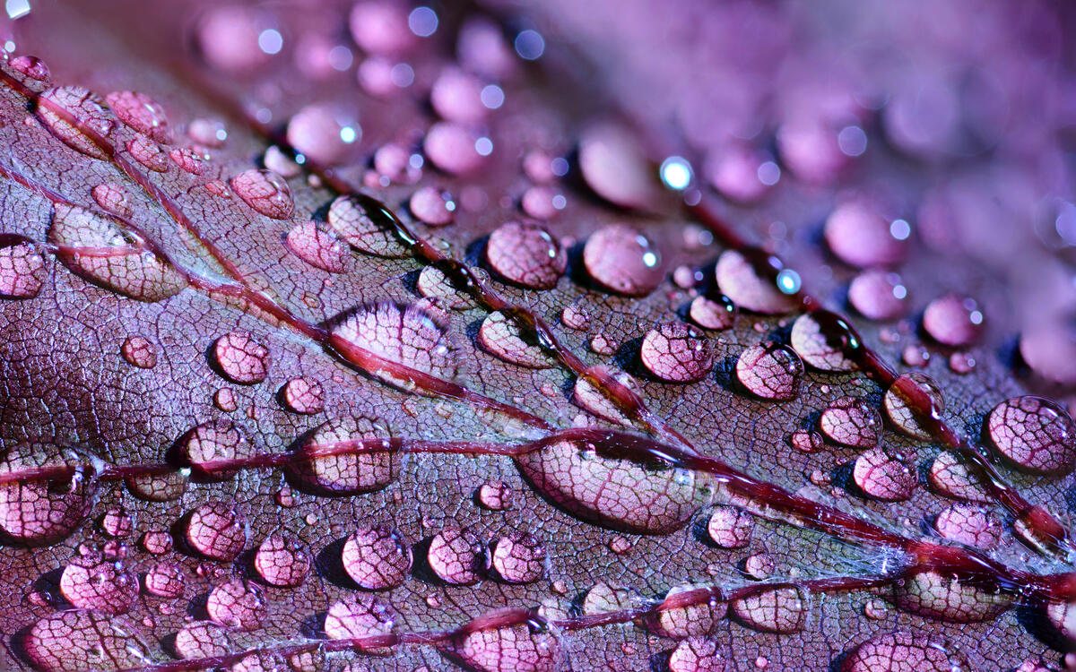 Drops of water on a leaf