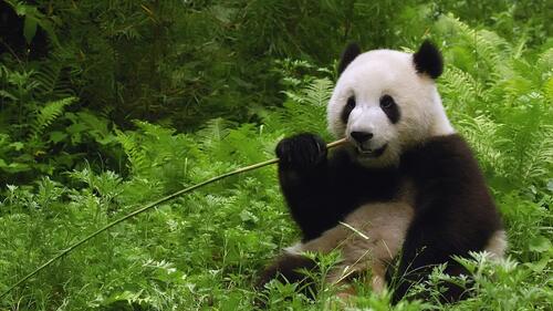 A panda eats bamboo among the green leaves