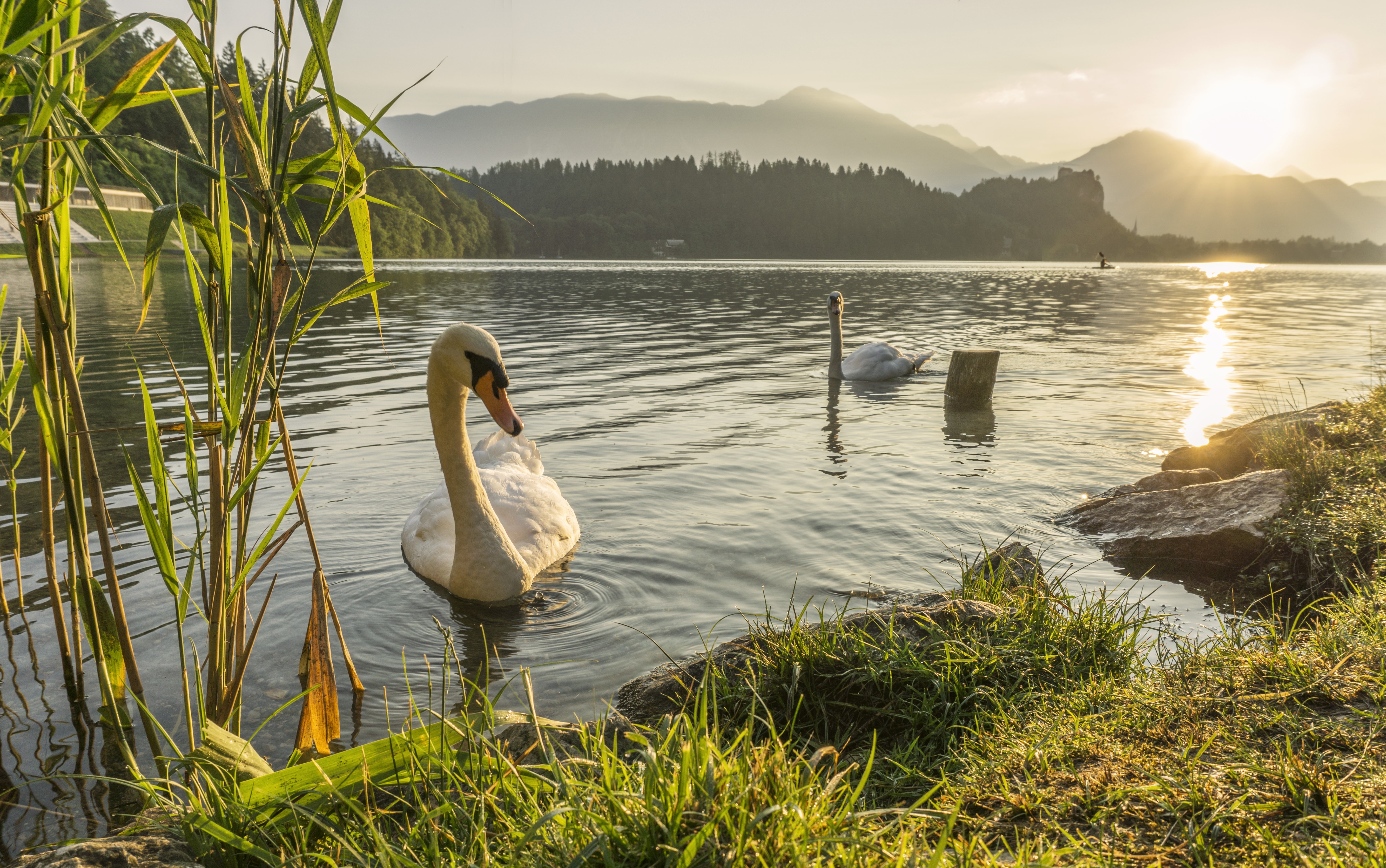 免费照片夏日清晨，天鹅在河面上游泳