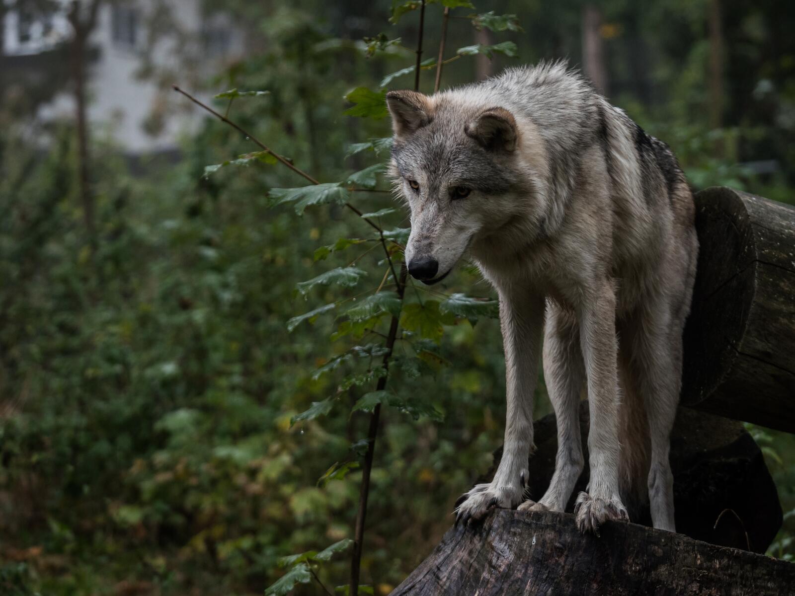 Free photo The gray wolf in the woods