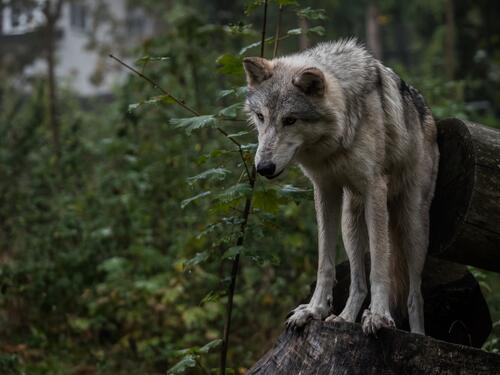 The gray wolf in the woods