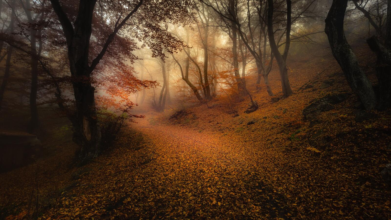 Free photo A misty forest covered with yellow leaves