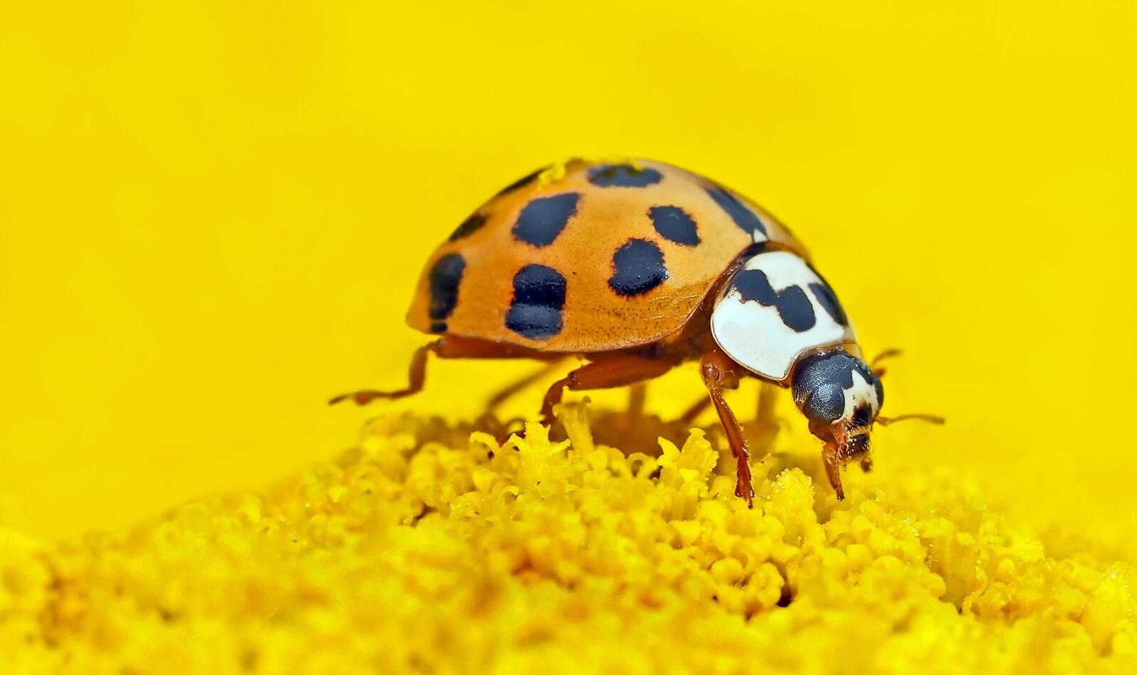 Free photo Ladybug on yellow background