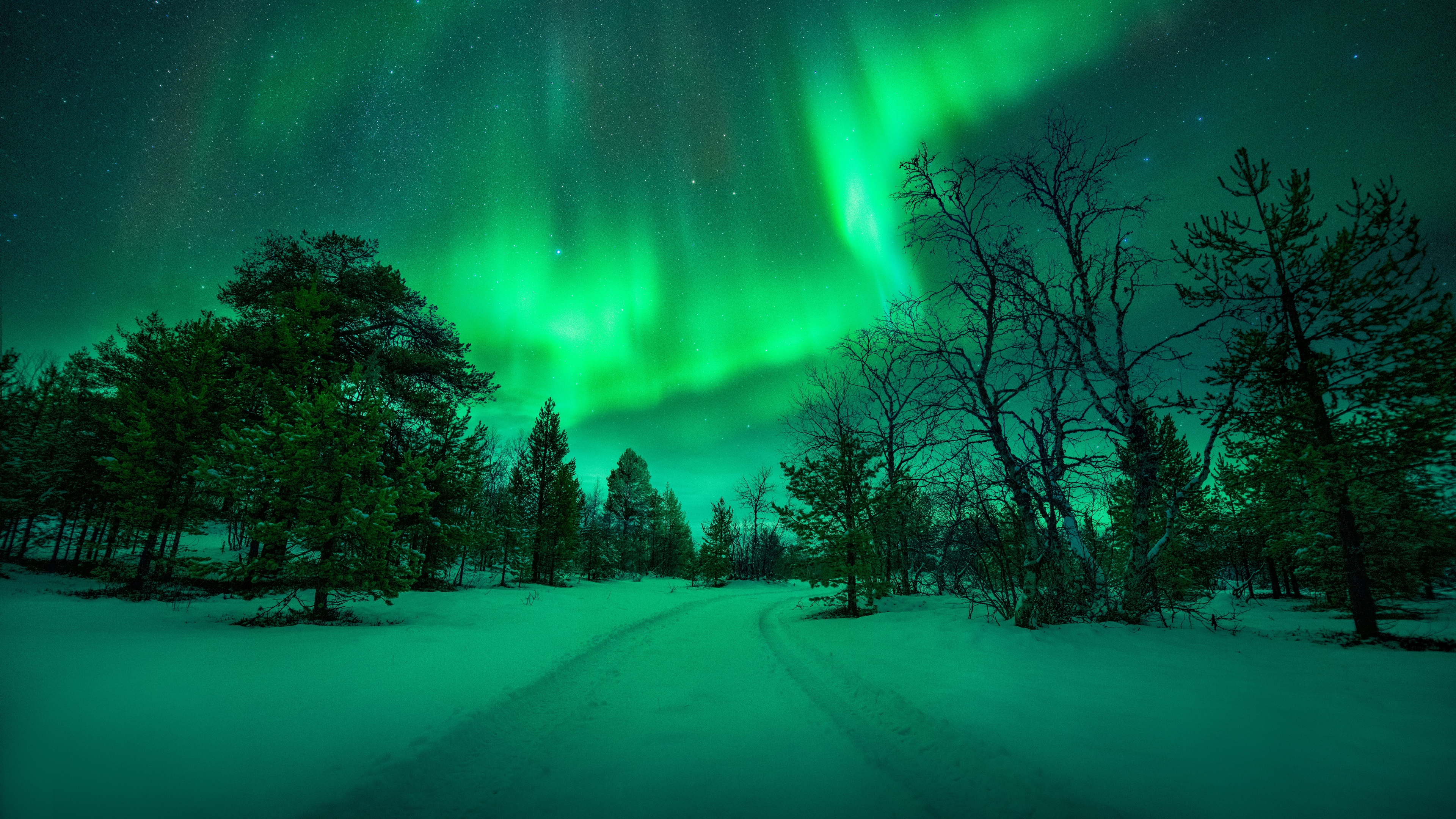 Beautiful green northern lights in winter