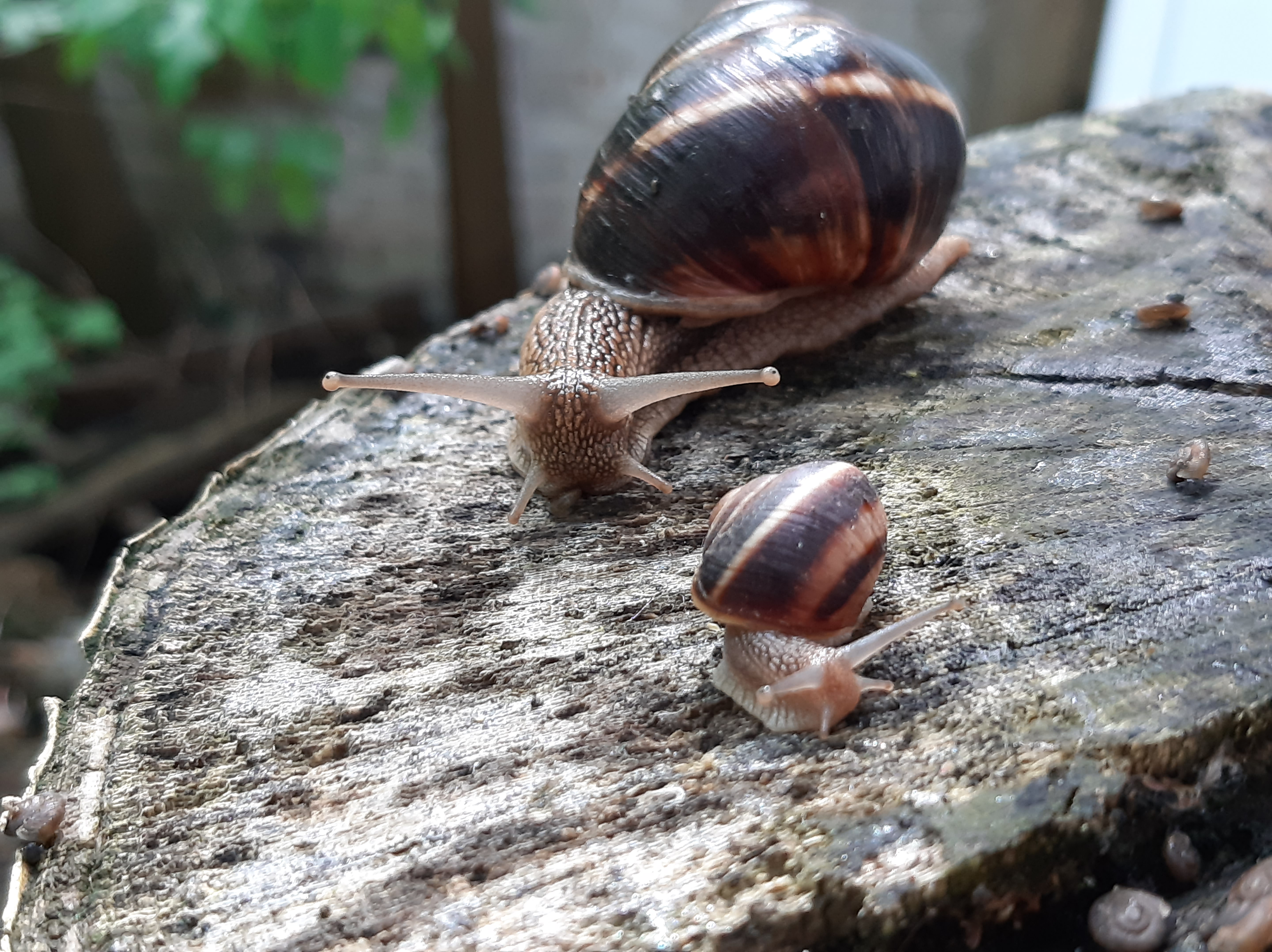 A snail crawling on a stump