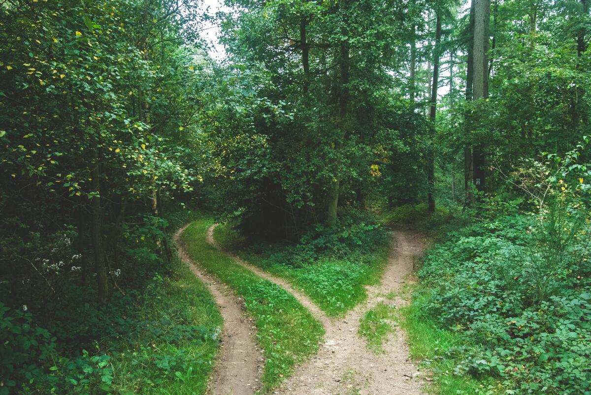 Старая дорога по лесу