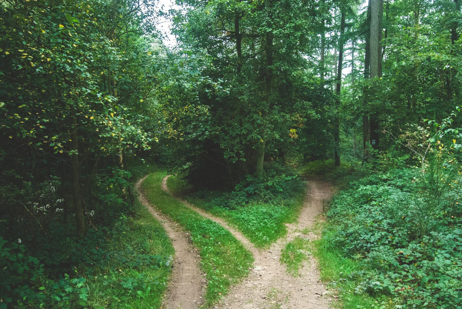 Бесплатное фото Старая дорога по лесу