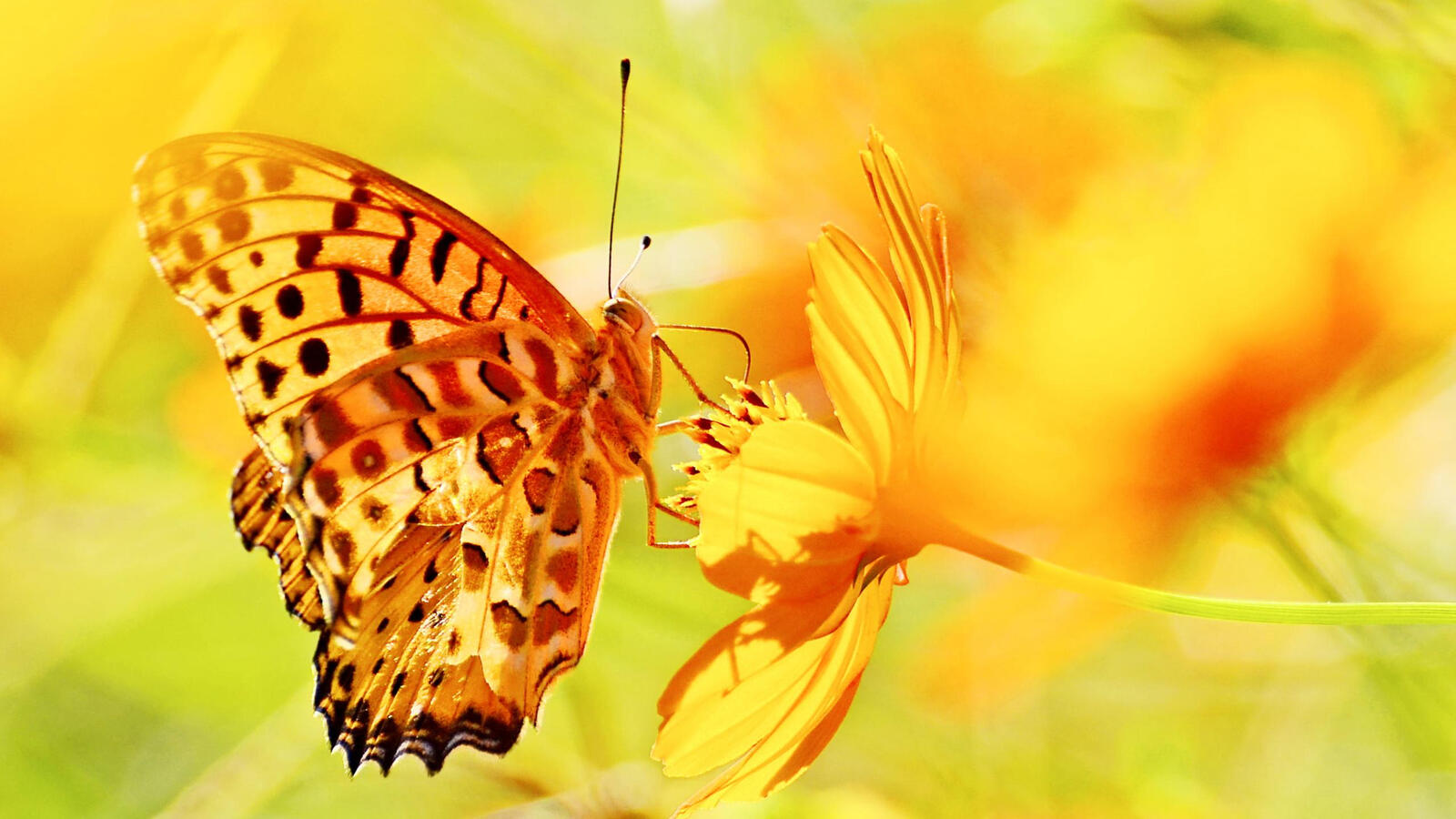 Бесплатное фото Желтая бабочка с черными пятнами на желтом цветке