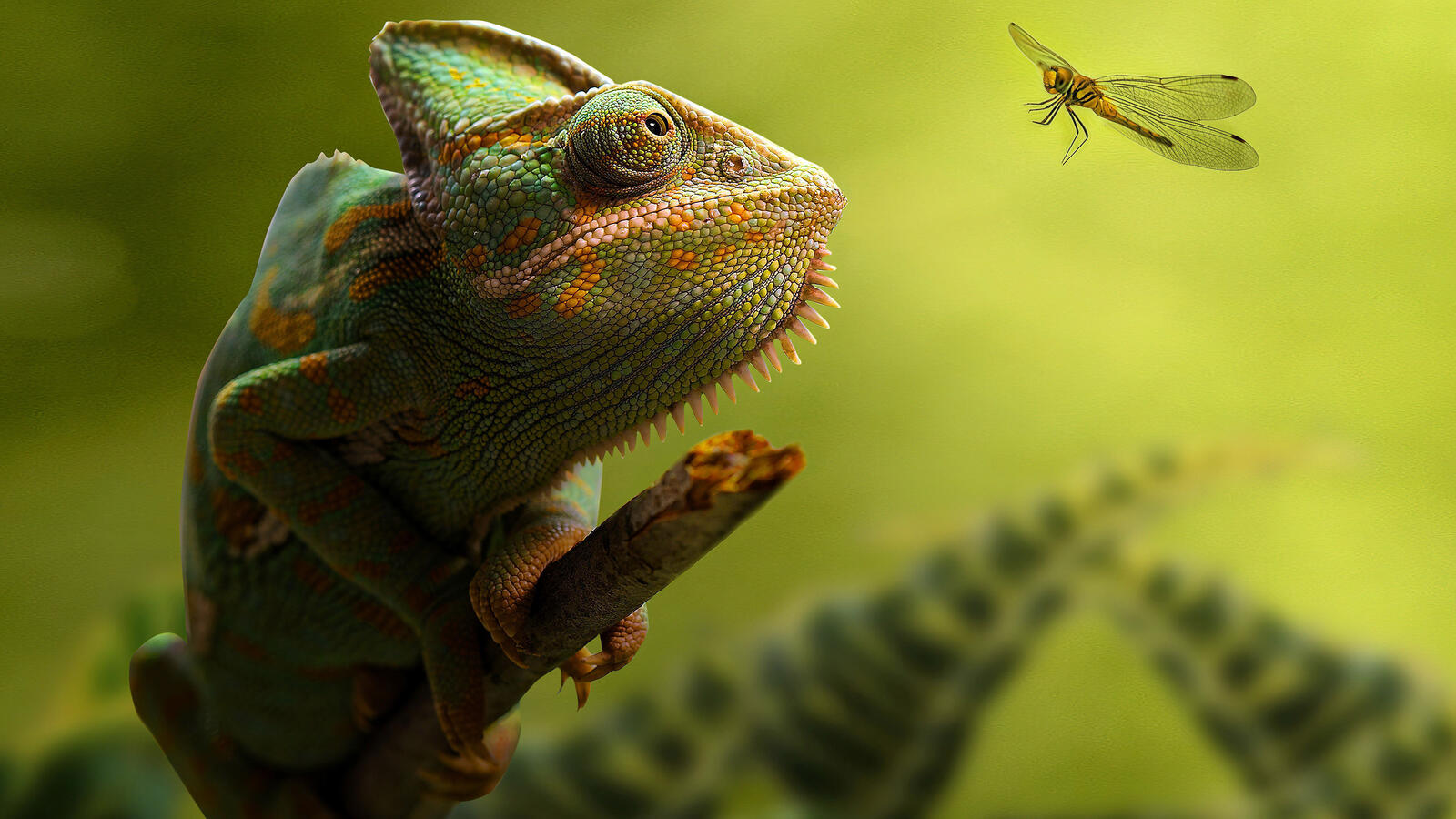 Free photo A green chameleon looks at a mosquito