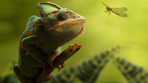A green chameleon looks at a mosquito