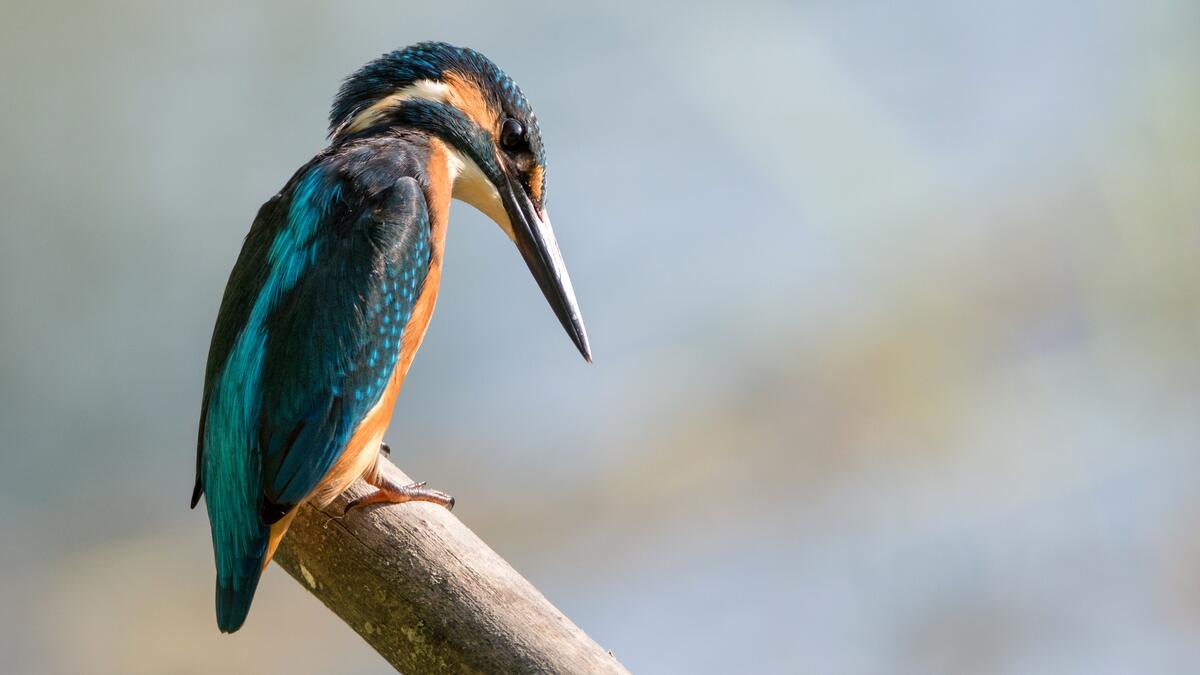 A kingfisher looks down sitting on a branch.