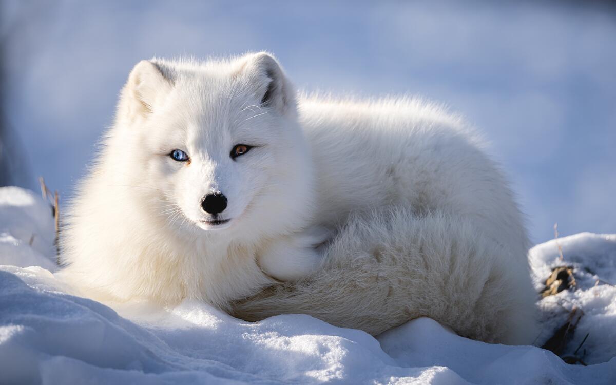 Белая лисица с разноцветными глазами