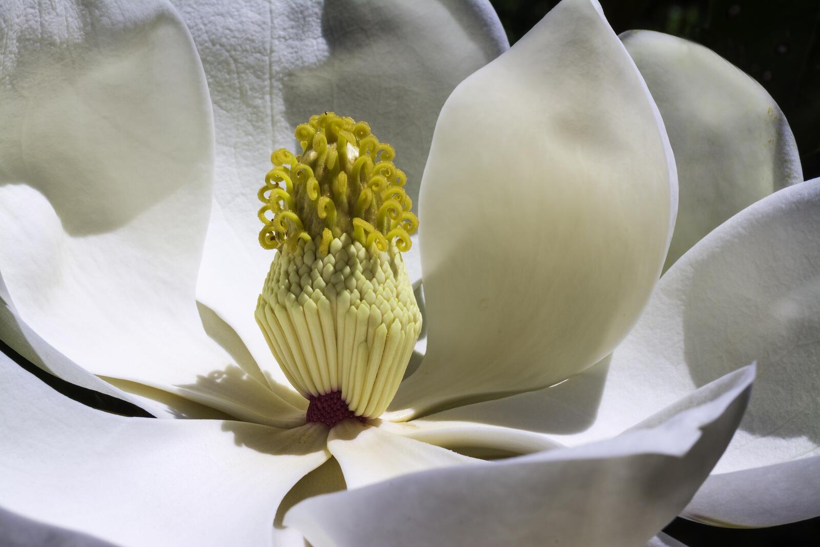 Обои цветок растение белый на рабочий стол