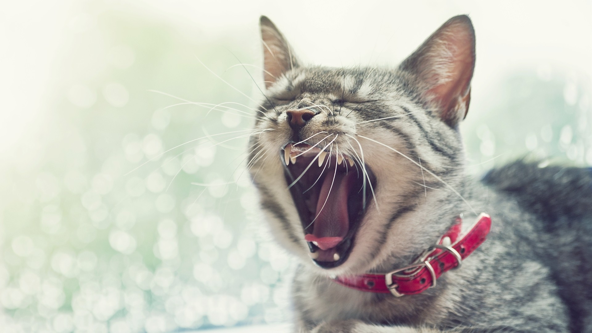 Wallpapers cat face yawn on the desktop