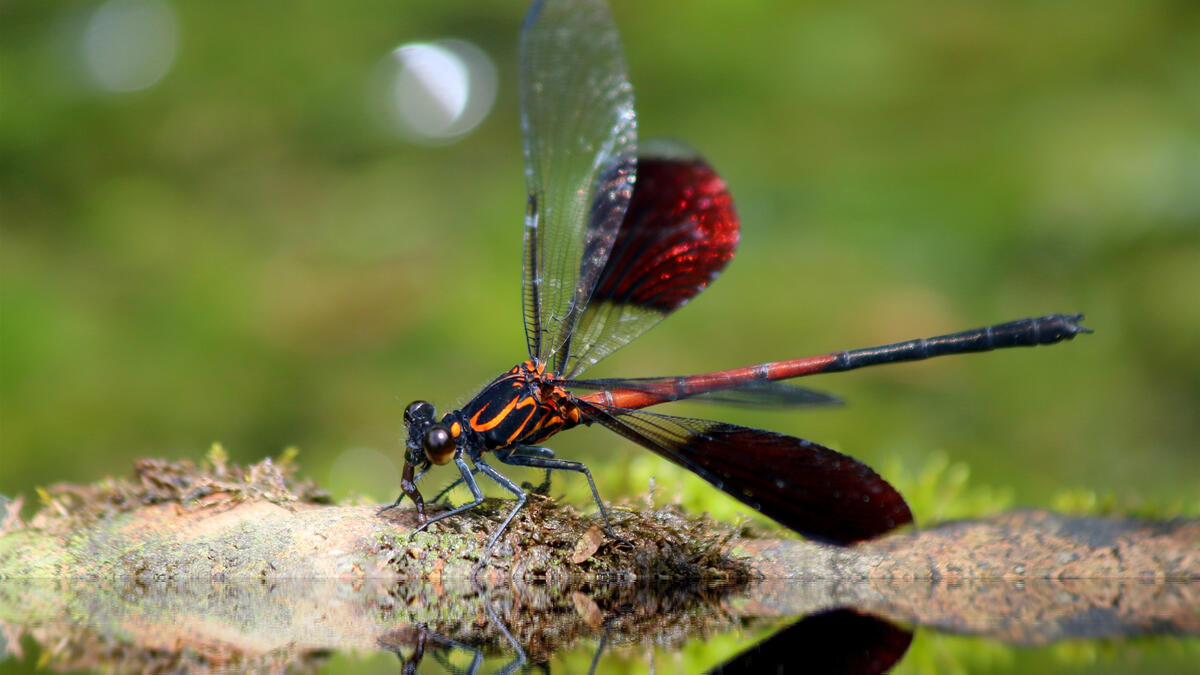 A bright black and orange dragonfly on the riverbank