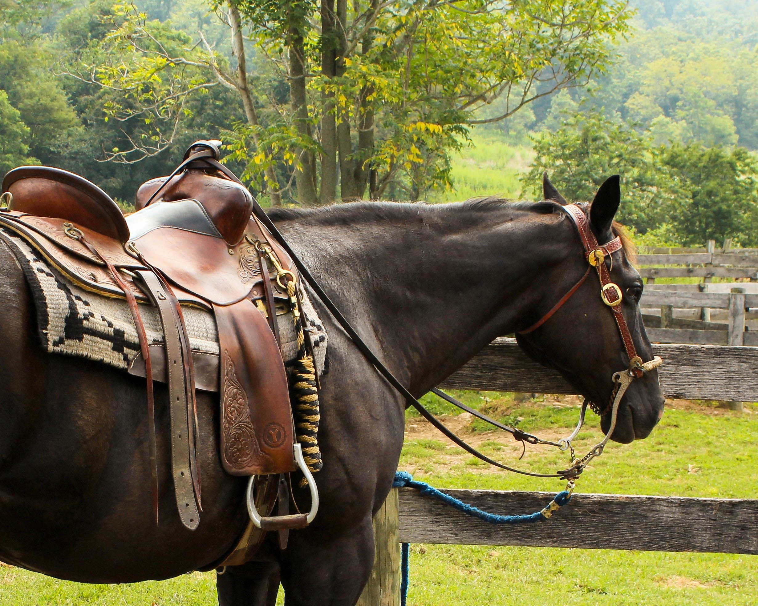 Бесплатное фото Лошадь подготовленная к верховой езде