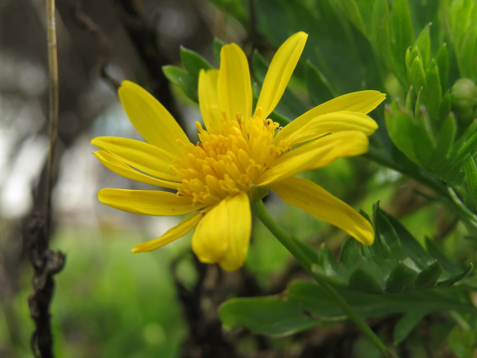 Бесплатное фото Желтый цветочек